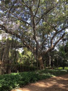 St. Croix LEAP Mahogany Tree