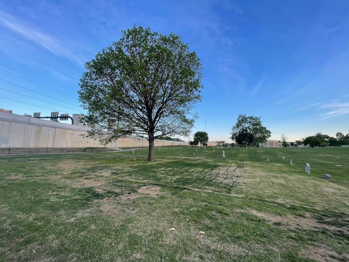 Tree in Oaklawn Cemetery