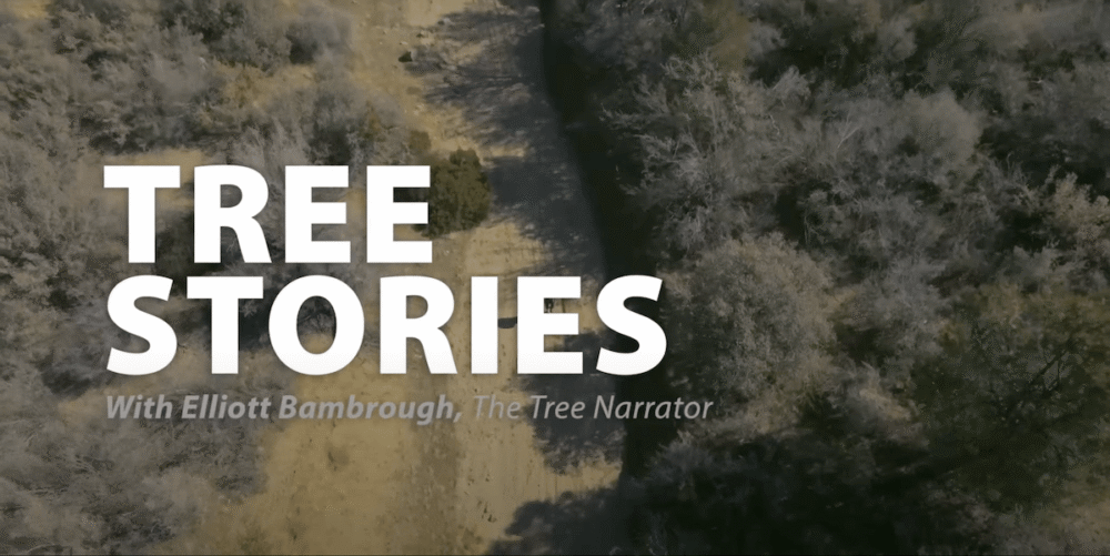 Tree Stories