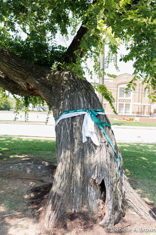 Greenwood Legacy Tree